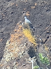 Columba trocaz