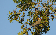 Melanerpes pygmaeus