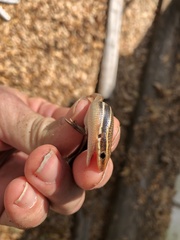 Plestiodon inexpectatus