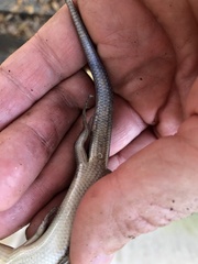 Plestiodon inexpectatus