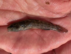 Etheostoma nuchale