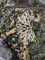 Calliarthron tuberculosum