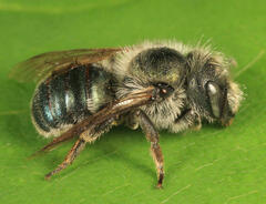 Osmia distincta