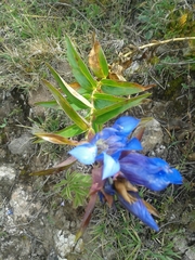 Gentiana spathacea