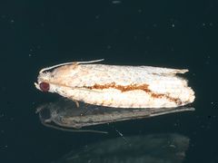 Meritastis