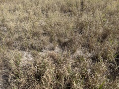 Euthamia caroliniana