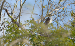 Micrastur semitorquatus