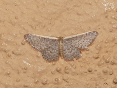 Idaea costaria