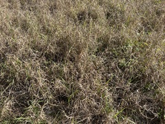 Euthamia caroliniana