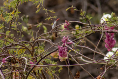 Ipomoea bracteata