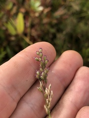 Anthenantia rufa