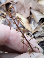 Neottia bifolia