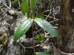 Mandevilla subsagittata