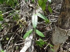 Mandevilla subsagittata