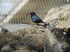 Euphagus cyanocephalus
