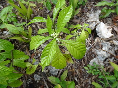 Psychotria nervosa