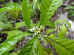 Psychotria nervosa