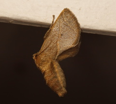 Anaxidia lozogramma