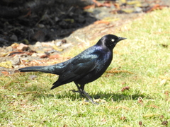 Euphagus cyanocephalus