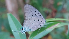 Pseudolycaena marsyas