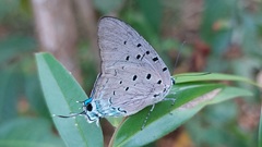 Pseudolycaena marsyas