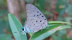 Pseudolycaena marsyas