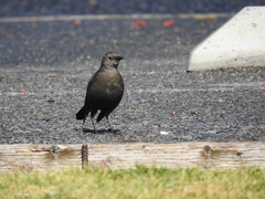 Euphagus cyanocephalus