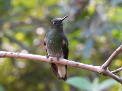 Boissonneaua flavescens