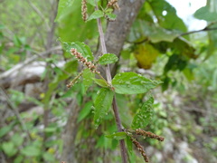 Acalypha leptopoda