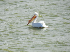 Pelecanus erythrorhynchos