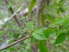Acalypha leptopoda