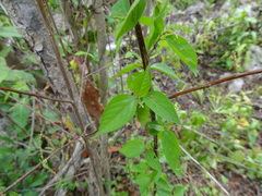 Acalypha leptopoda