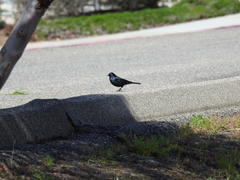 Euphagus cyanocephalus