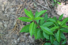 Ditrysinia fruticosa