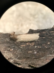Bucculatrix packardella