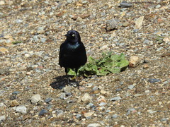 Euphagus cyanocephalus