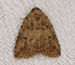 Tolpia conscitulana