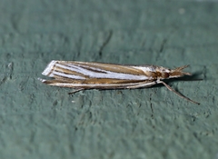 Hednota relatalis