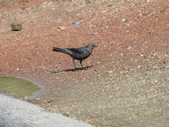 Euphagus cyanocephalus