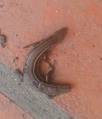 Aspronema dorsivittatum
