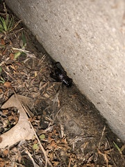 Gryllus pennsylvanicus