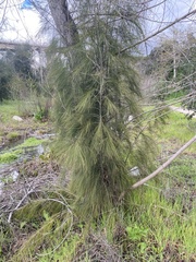 Casuarina cunninghamiana
