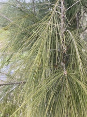 Casuarina cunninghamiana