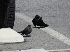 Euphagus cyanocephalus