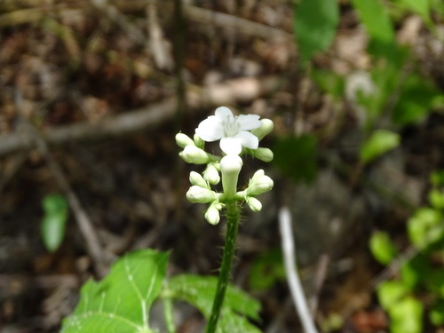 Cnidoscolus souzae, photograph 3
