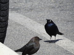 Euphagus cyanocephalus