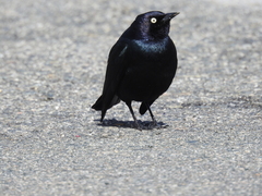 Euphagus cyanocephalus