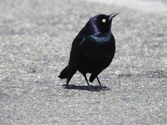 Euphagus cyanocephalus