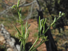 Pectocarya recurvata