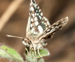 Spialia
